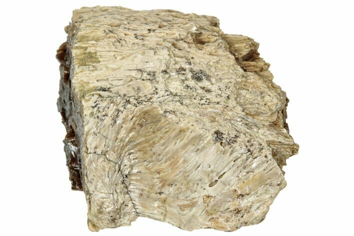 Fossil Tyrannosaur (T rex) Bone Section - Wyoming #313929